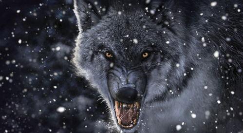 狼狼影院在线观看免费,免费畅享，在线观影新体验  第2张