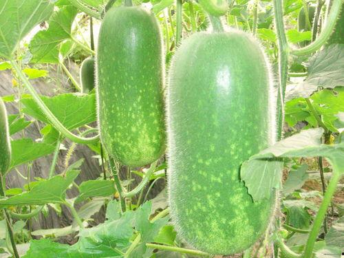 永年大瓜爆料网红视频,网红视频揭秘惊人内幕  第1张